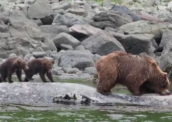 El vídeo extremo del día: graban a un oso comiéndose a una ballena