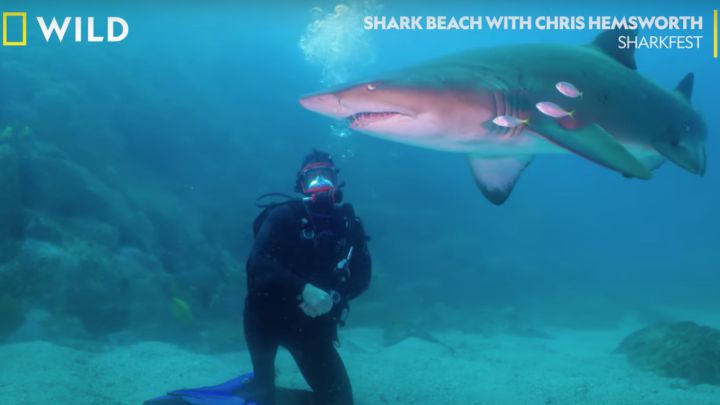 Chris Hemsworth investiga el inusual incremento de ataques de tiburón en Australia