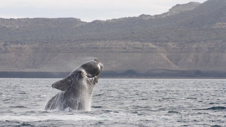 Detienen a un kitesurfista por molestar a una ballena