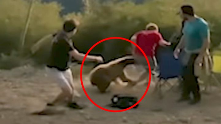 Vídeo del ataque de un oso a unos excursionistas