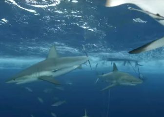 Un miembro de Jackass juega con tiburones y acaba siendo su víctima