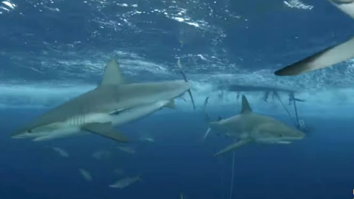 Un miembro de Jackass juega con tiburones y acaba siendo su víctima
