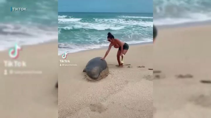 Posible prisión por molestar a los animales en Hawái