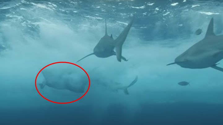 Nuevas imágenes del ataque de tiburón a un miembro de Jackass