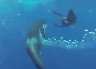 Tenso encuentro entre una orca y un buceador en mar abierto