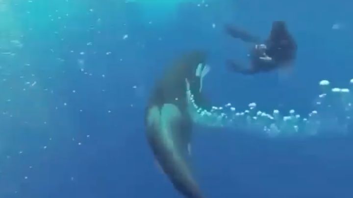 Tenso encuentro entre una orca y un buceador en mar abierto