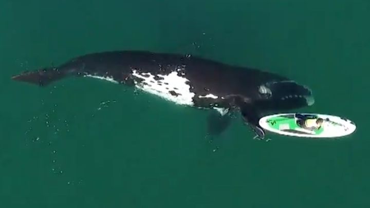 "Creo que hoy hice el mejor vídeo de mi vida de ballenas grabadas en dron"