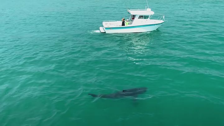 Avistan un tiburón blanco más grande de lo habitual