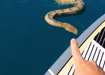 Una serpiente marina gigante se sube a la tabla de un tiktoker y le convierte en viral