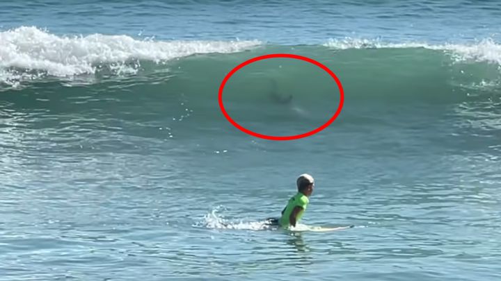 Dos tiburones siembran el pánico en un campeonato junior de surf