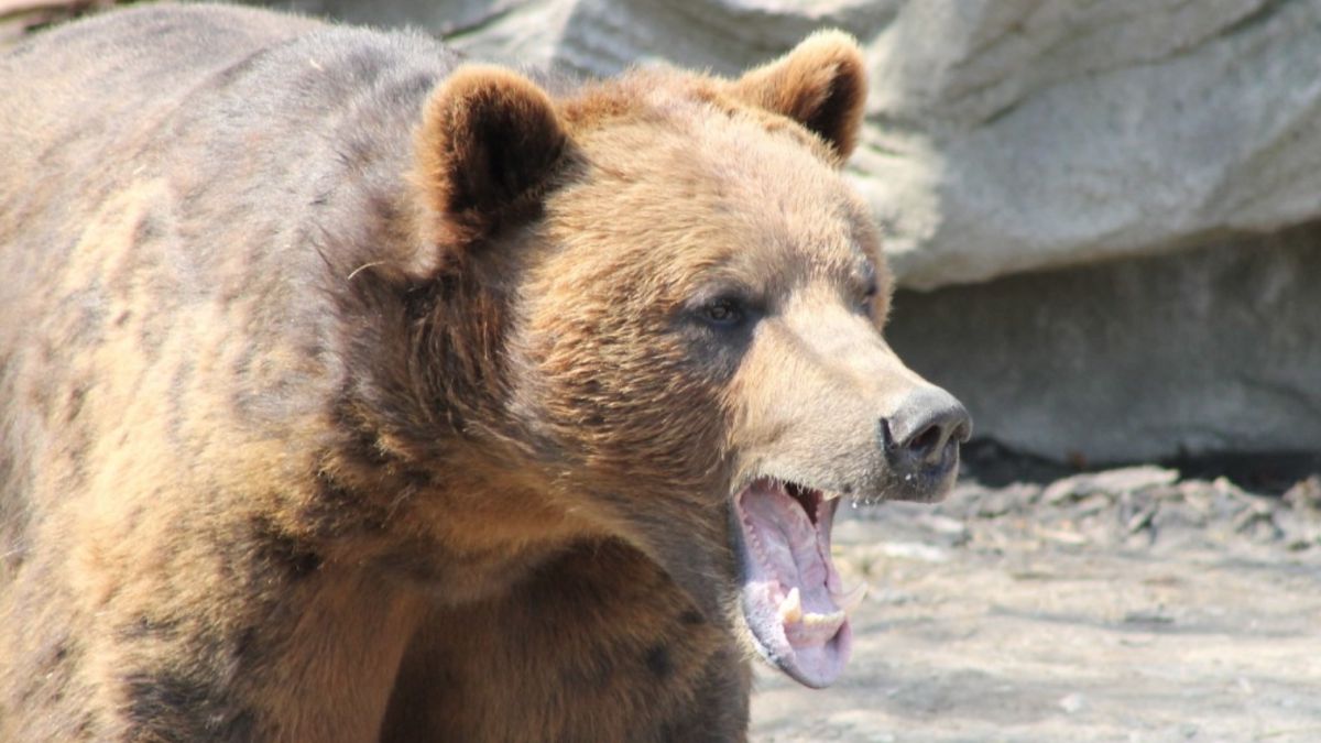 ¿Qué animal es más probable que te mate en un aventura por América del Norte?