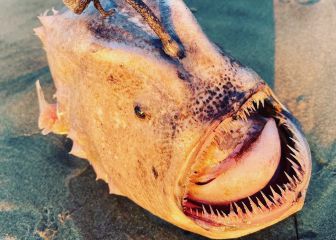 Avistan un extraño pez en la playa surfera nudista más famosa