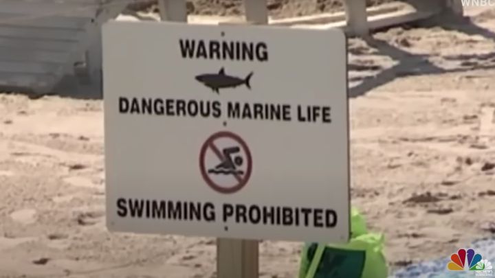 Los tiburones toman Long Island: 5 ataques en tan solo 2 semanas