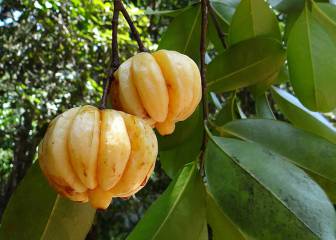 Garcinia Cambogia, un clásico para perder peso