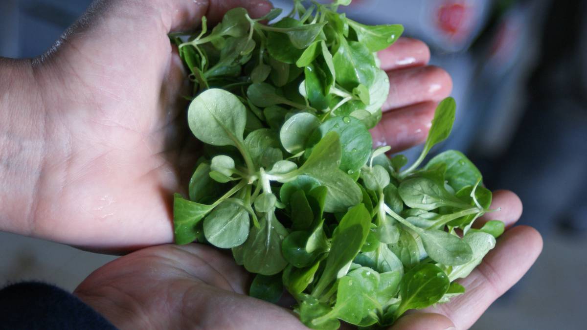 Las 8 verduras imprescindibles para vivir más