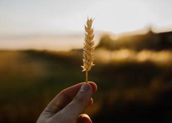 La contaminación amenaza la calidad nutricional de cultivos básicos como el arroz o el trigo