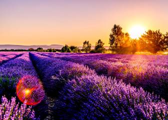 Alimentos funcionales: el poder antioxidante del orégano, la melisa y la lavanda