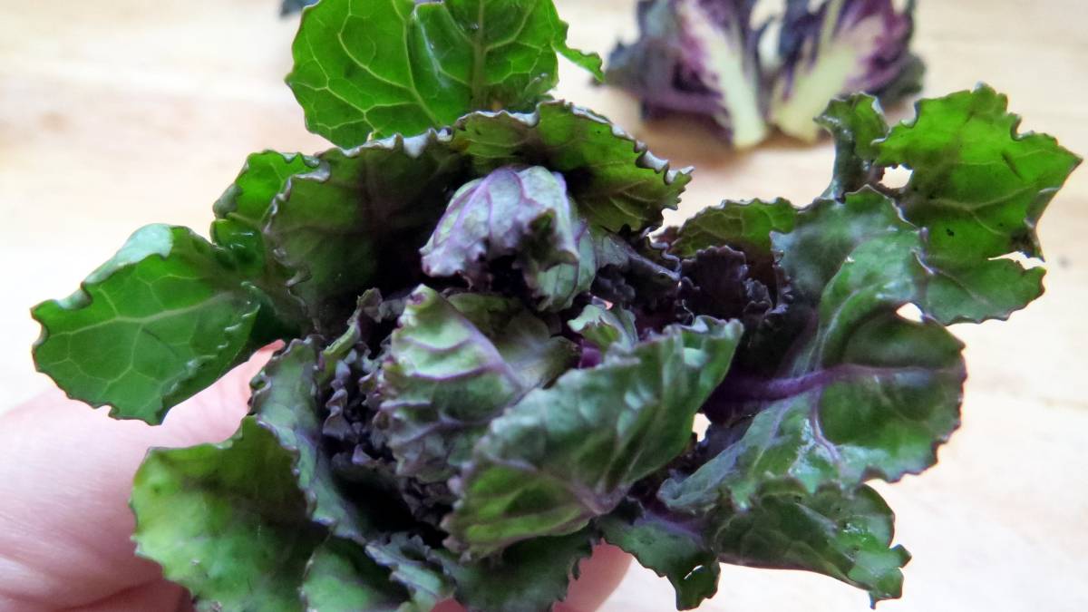 kalettes