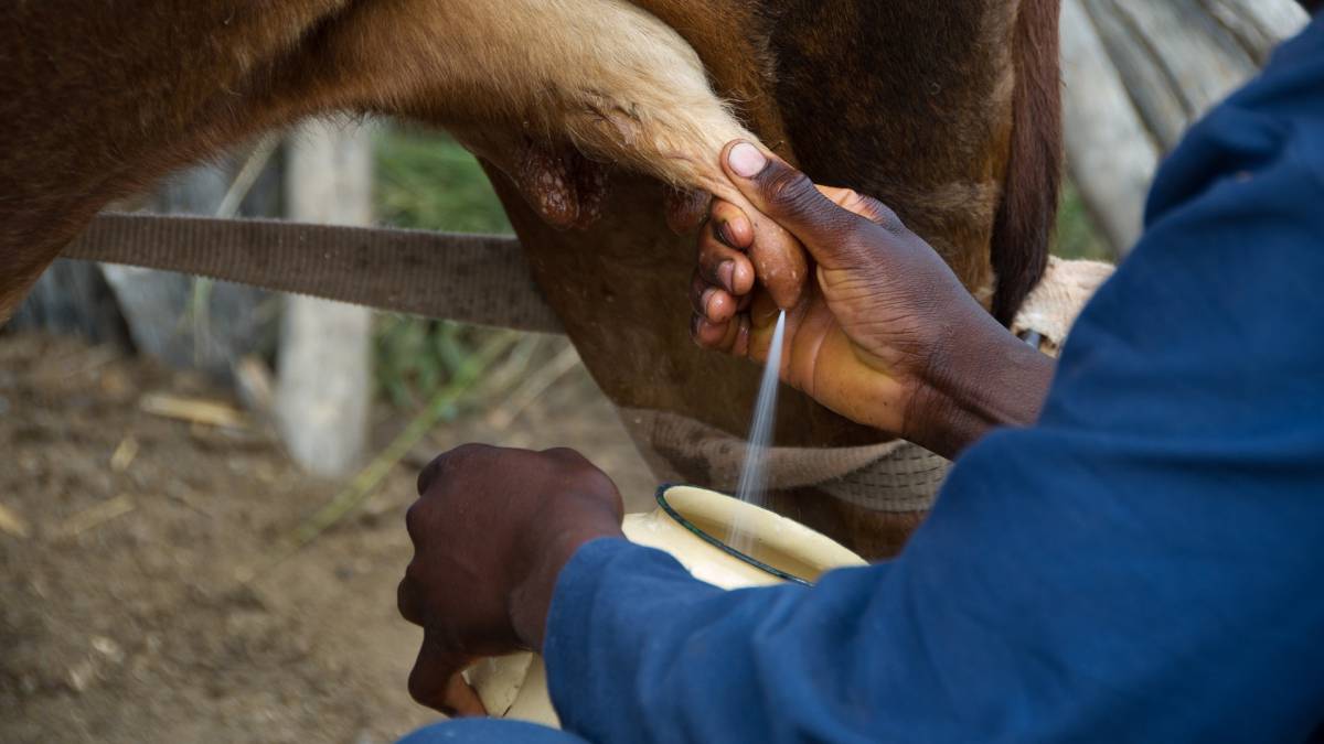 leche, productos lácteos, etiquetado, origen, real decreto
