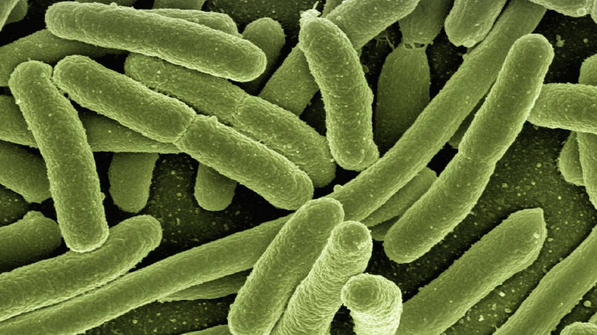 bacterias, microbios, medicamentos, fármacos, resistencia, salud