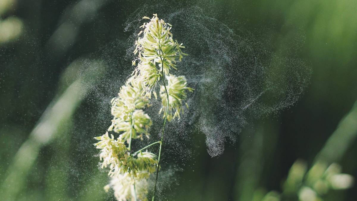 alergias, polen, primavera, ejercicio físico, salud