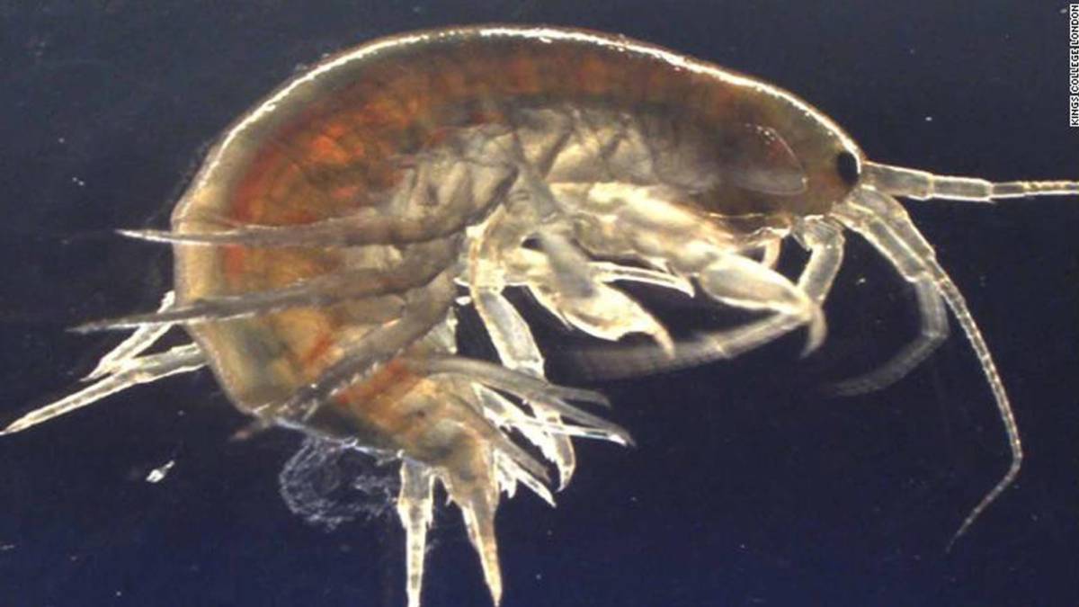 gambas cocaina