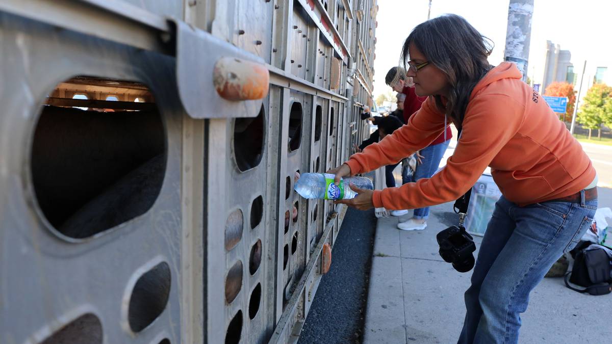 vigilia vegana, derecho de los animales, salud, matadero, activismo social, veganos, activistas.