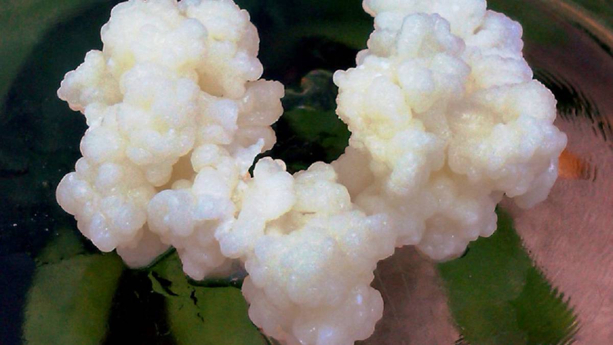 kéfir, leche, leche de cabra, salud, nutrición, beneficios, producto lácteo