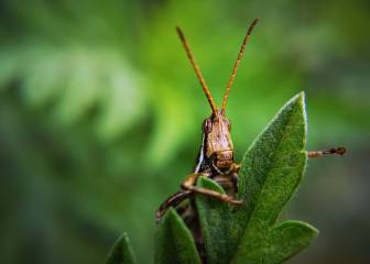 Equiparan el valor nutricional de varios insectos al del aceite de oliva o zumo de naranja