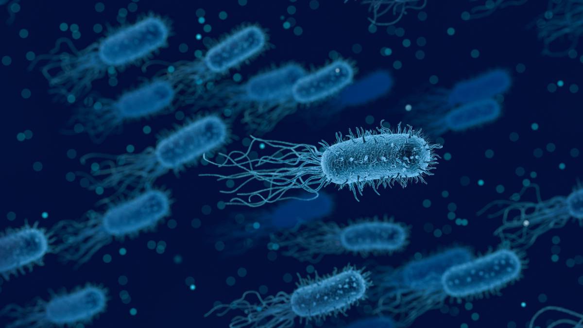 Listeria monocytogenes, infección, listeria, listeriosis, salud, enfermedades, brote, alerta sanitaria