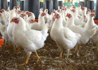 Brote de gripe aviar en Chile pone en alerta la carne de pavo