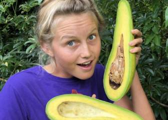 Lo nunca visto: aguacates de más de 30 centímetros y medio kilo de peso