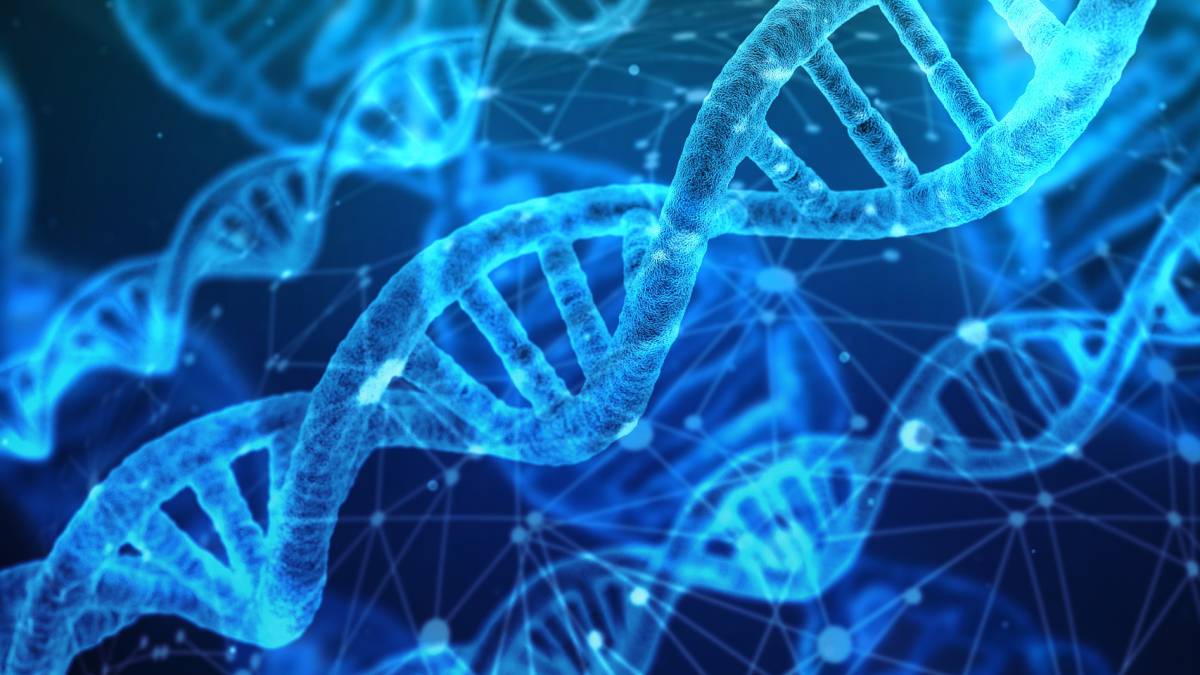 adn, telómeros, obesidad, longevidad, ratones, geética, cáncer