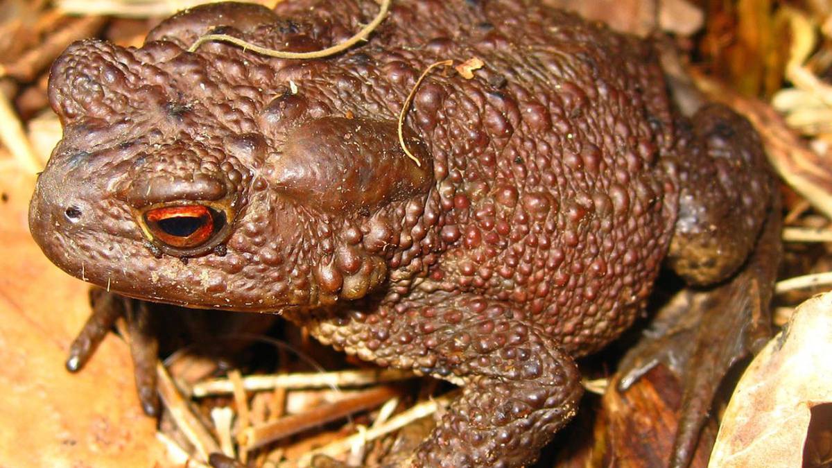 sapo bufo