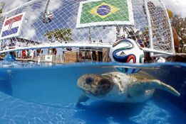 Big Head the Turtle predicts Brazil will beat Croatia Big Head the Turtle predicts Brazil will beat Croatia