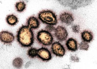 How long can coronavirus live in the human body?