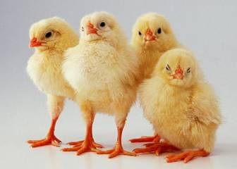 La gripe aviar azota a Australia durante la segunda ola de coronavirus