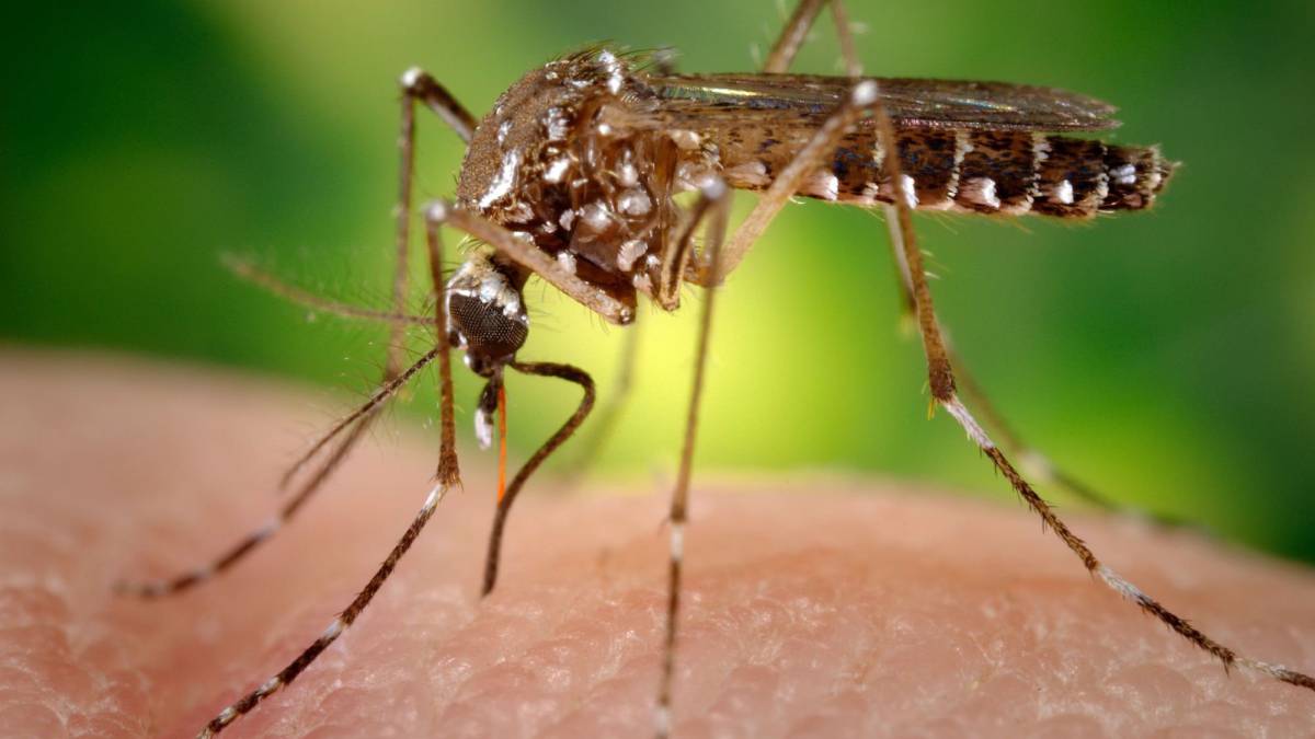 Millones De Mosquitos Modificados Gen Ticamente Ser N Liberados En