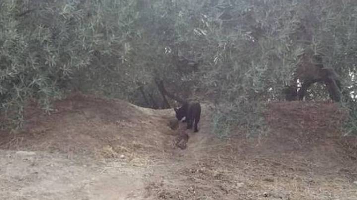 Un ciclista consigue fotografiar a la pantera de Granada