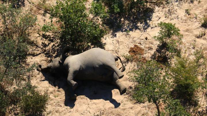 ¿Por qué murieron los elefantes en Botsuana y no otros animales?
