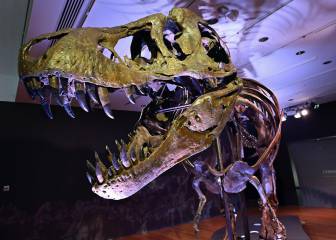 Millonaria venta del esqueleto del Tyrannosaurus Rex