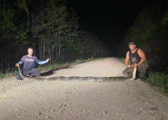 Capturan una pitón birmana de más de seis metros