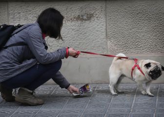 Perros como terapia para los sanitarios que luchan contra la COVID-19