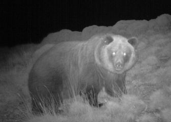 Dos osas, abatidas en España en cacerías de jabalís