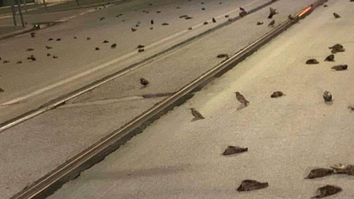 Aparecen cientos de pájaros muertos en el centro de Roma tras los fuegos artificiales de Año Nuevo