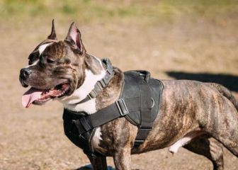 Muere un hombre tras atacarle un perro de raza peligrosa