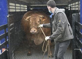 Una vaca de récord: 884 kilos de carne premium