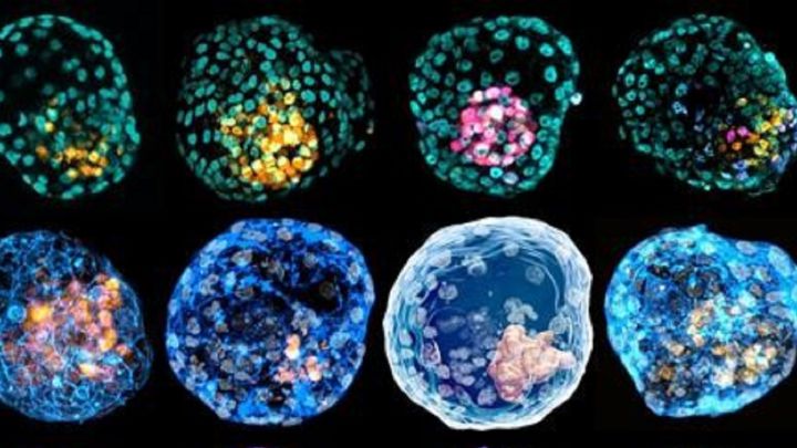 Crean un embrión humano en laboratorio a partir de células madre: sin espermatozoides