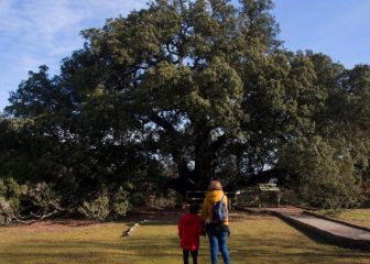 El mejor árbol de Europa está en Huesca