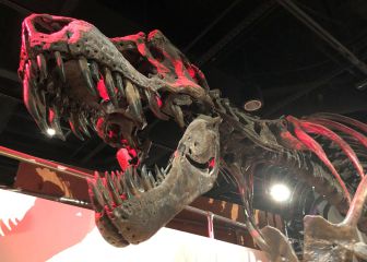 Descubren el número de T-Rex que hubo en la Tierra